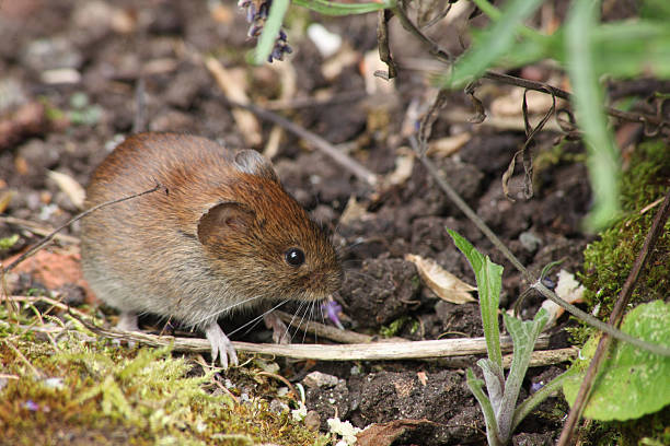 Do Coffee Grounds Repel Voles? Here Is The Answer!